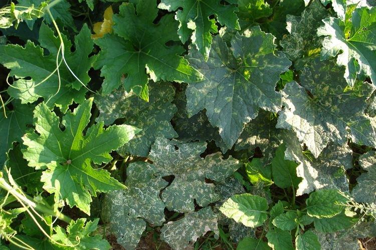 Мозаика - Болезни винограда, описание с фото и лечение