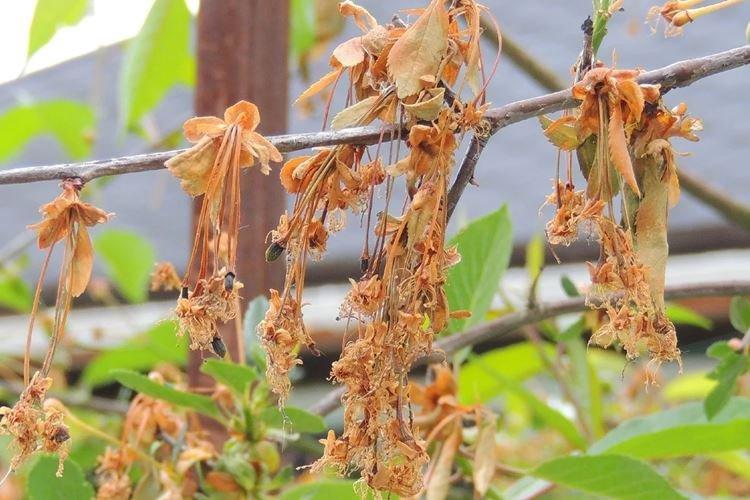 Монилиоз - Болезни вишни, описание с фото и лечение