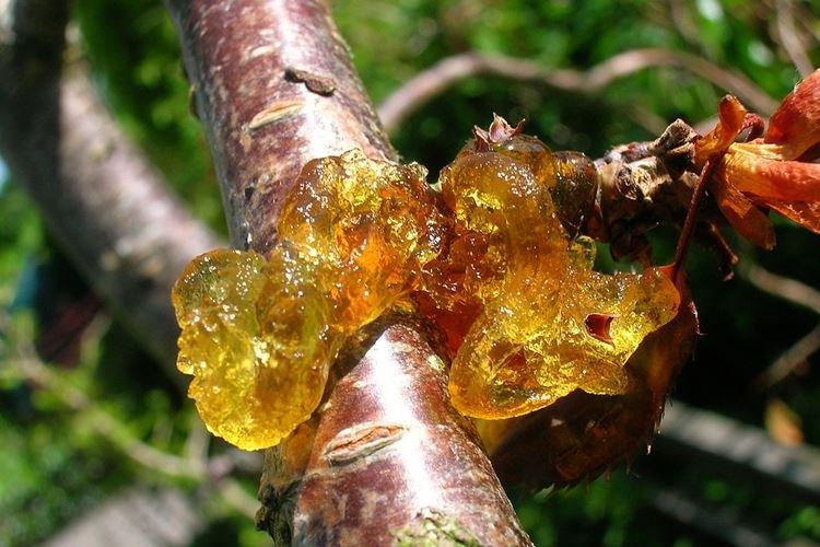 Гомоз - Болезни вишни, описание с фото и лечение