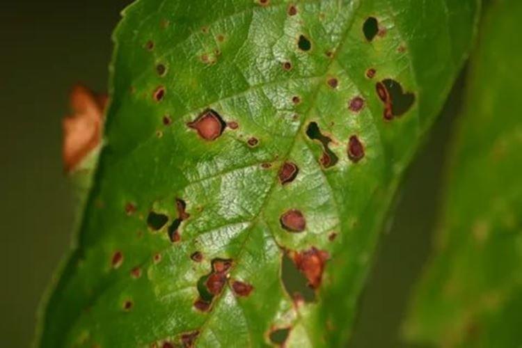 Клястериоз - Болезни вишни, описание с фото и лечение