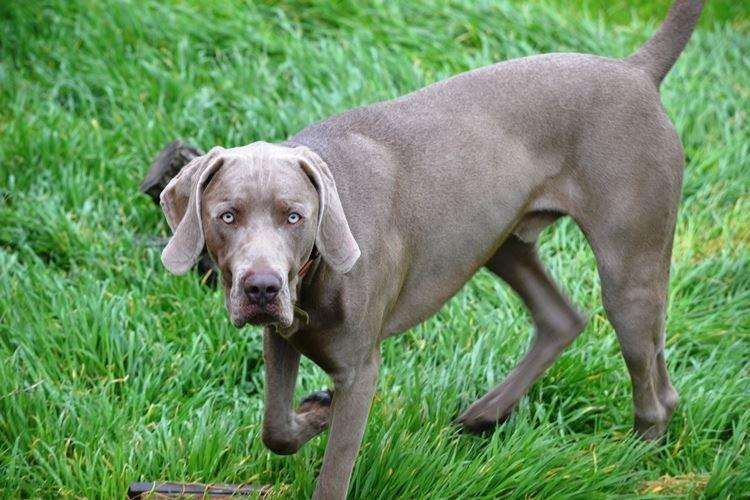 Веймаранер - Большие породы собак