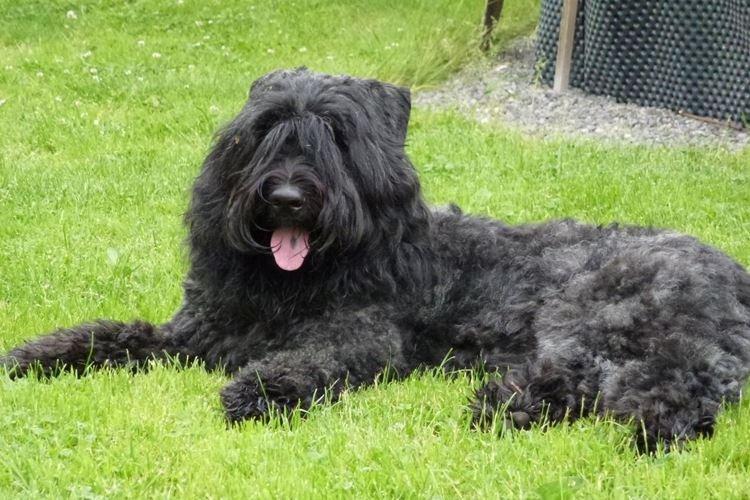 Фландрский бувье - Большие породы собак