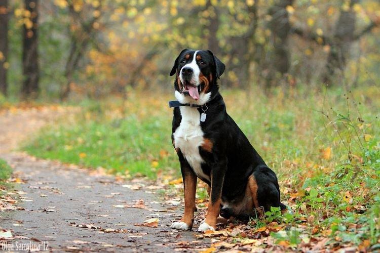 Большой швейцарский зенненхунд - Большие породы собак