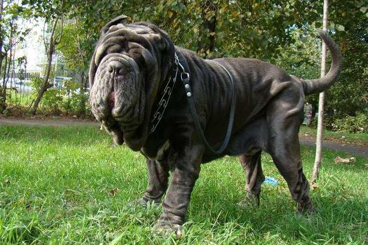 Неаполитанский мастиф - Бойцовские породы собак
