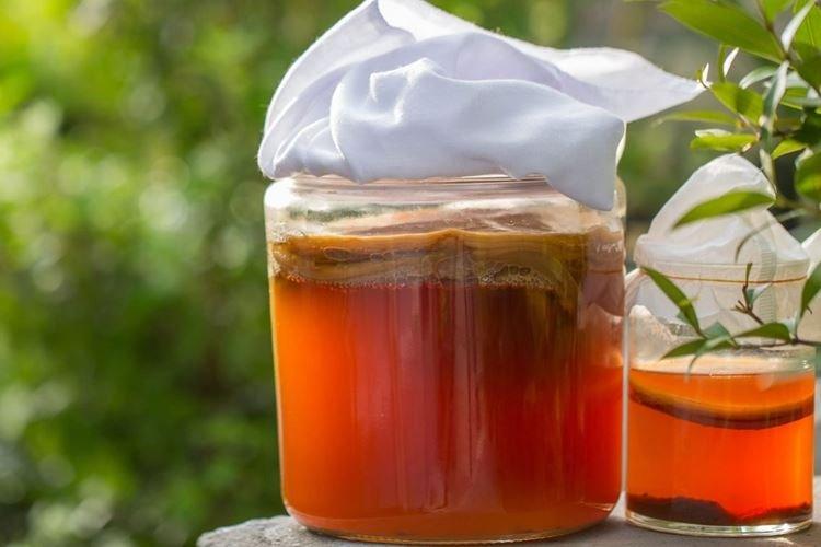 Чайный гриб - Полезные свойства