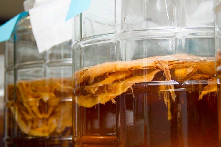 Температура и освещение - Уход за чайным грибом