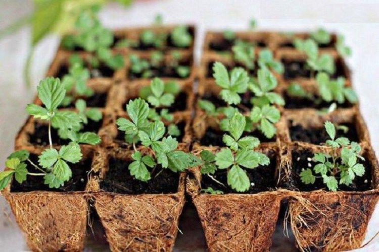 Нужна ли подкормка и чего не хватает - Чем подкормить клубнику