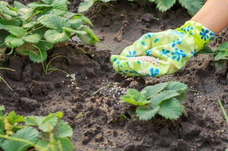 Лучшее время для подкормки клубники