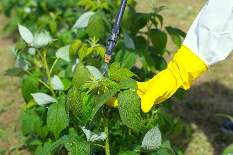 Нужна ли подкормка и чего не хватает - Чем подкормить малину весной