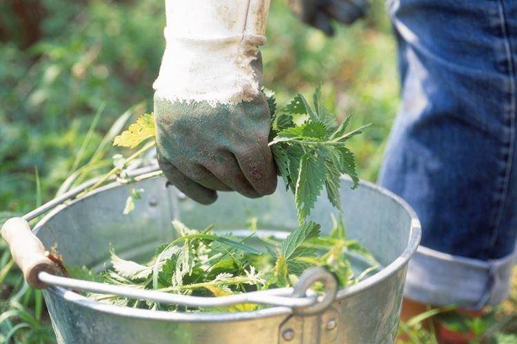 Подкормка крапивой - Чем подкормить малину весной