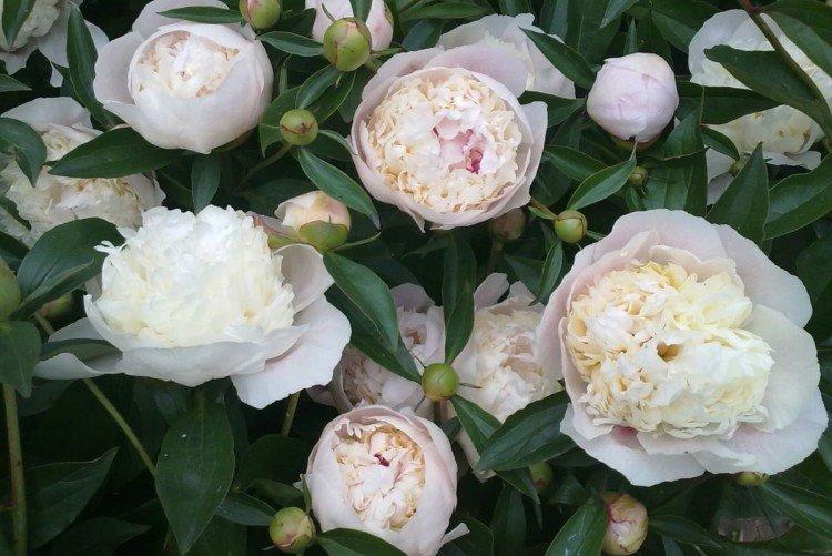 Весенняя подкормка пионов старше 2 лет