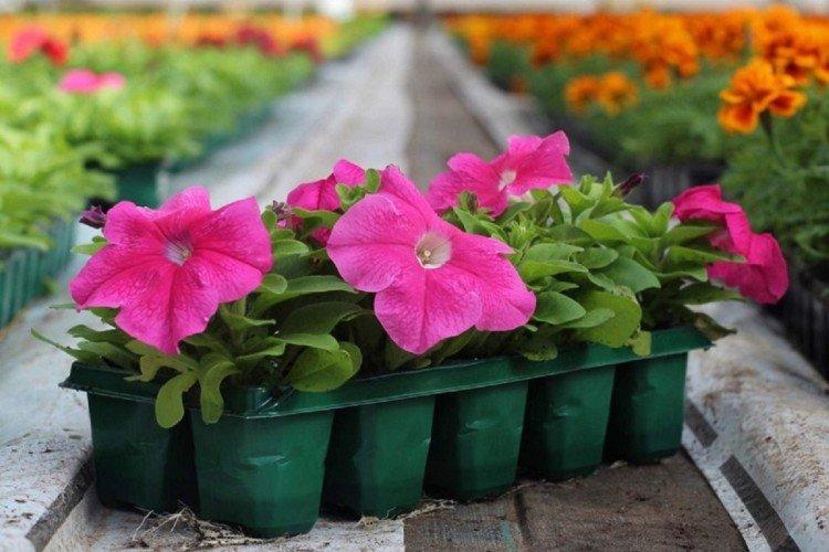 Нужна ли подкормка и чего не хватает - Чем подкормить рассаду петунии