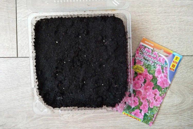 Чем подкормить рассаду петунии до посева