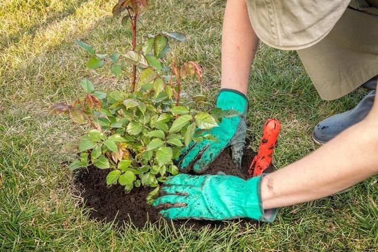 Нужна ли подкормка и чего не хватает - Чем подкормить розы весной