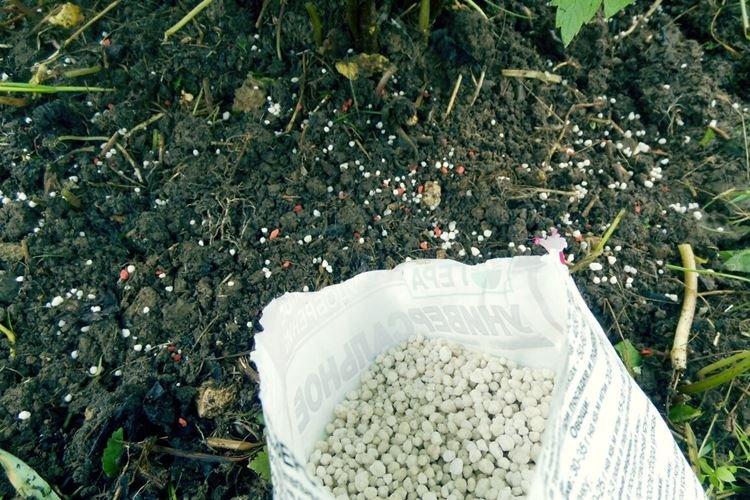 Нужна ли подкормка и чего не хватает - Чем подкормить смородину