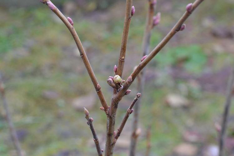 Чем подкормить смородину до образования почек