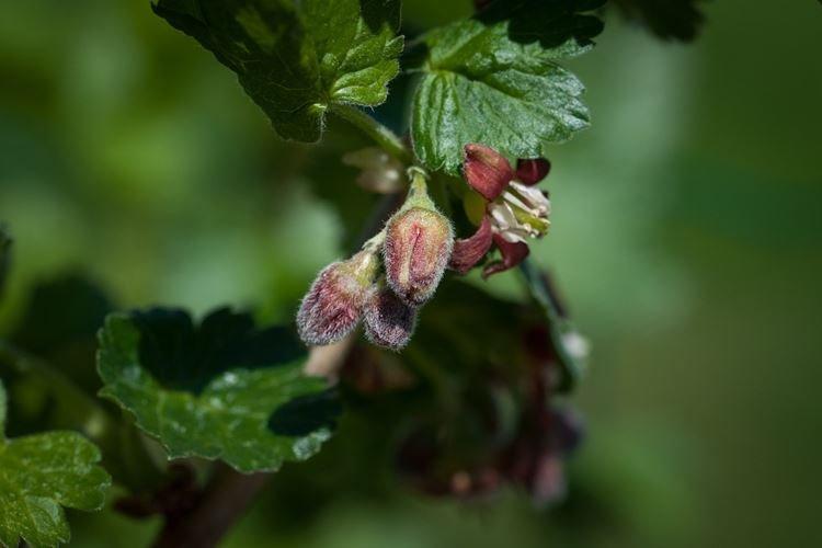 Чем подкормить смородину во время бутонизации