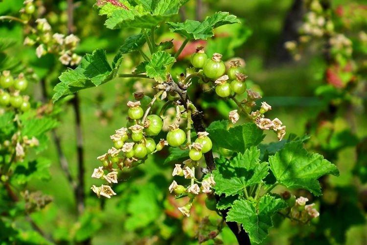 Чем подкормить смородину после цветения