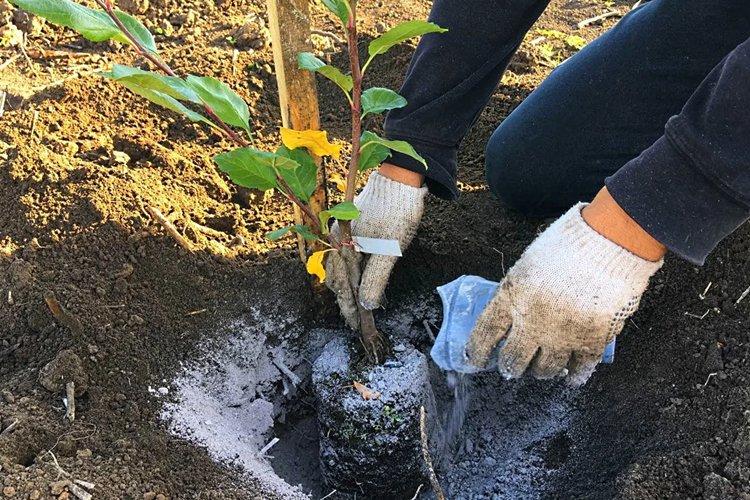 Зола - Чем подкормить яблоню весной