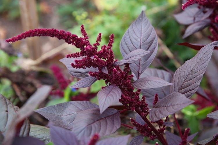 Амарант - Черные цветы, растения с темными цветками и листьями