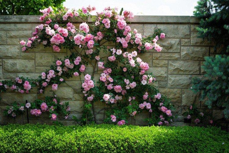 Розы - Что посадить вдоль забора