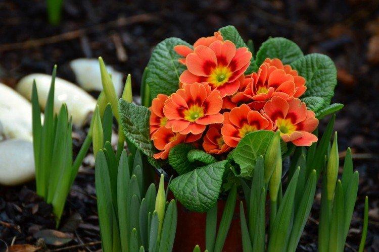 Примула - Что посадить вдоль забора