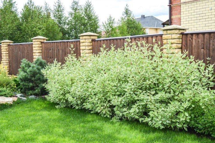 Дерен - Что посадить вдоль забора