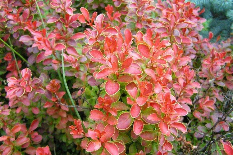 Барбарис Тунберга - Что посадить вдоль забора