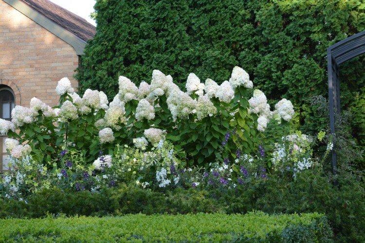 Гортензия - Что посадить вдоль забора