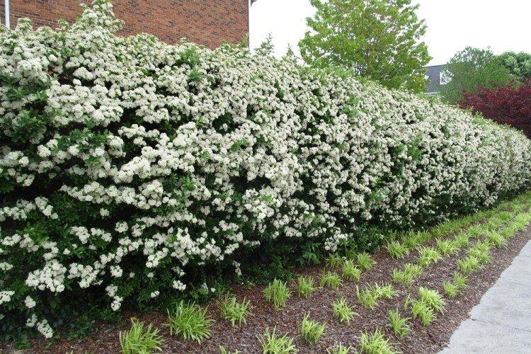 Чубушник - Что посадить вдоль забора