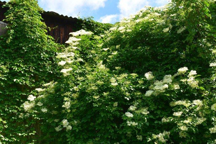 Бузина - Что посадить вдоль забора