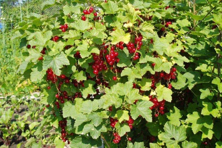 Смородина - Что посадить вдоль забора