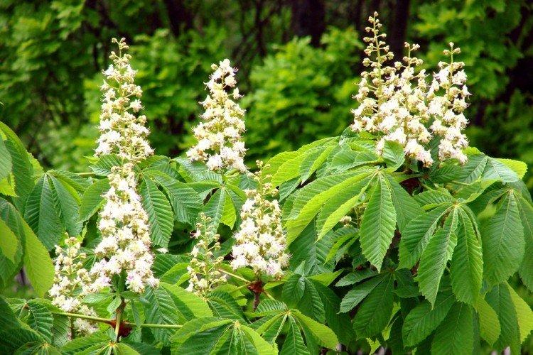 Каштан - Что посадить вдоль забора