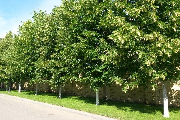 Липа - Что посадить вдоль забора