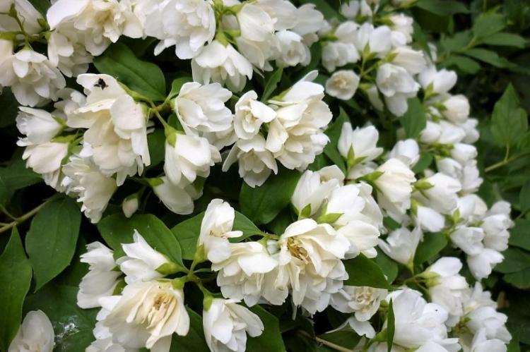 Температура - Уход за чубушником