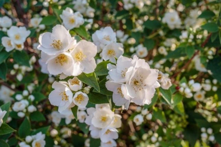 Обрезка - Уход за чубушником