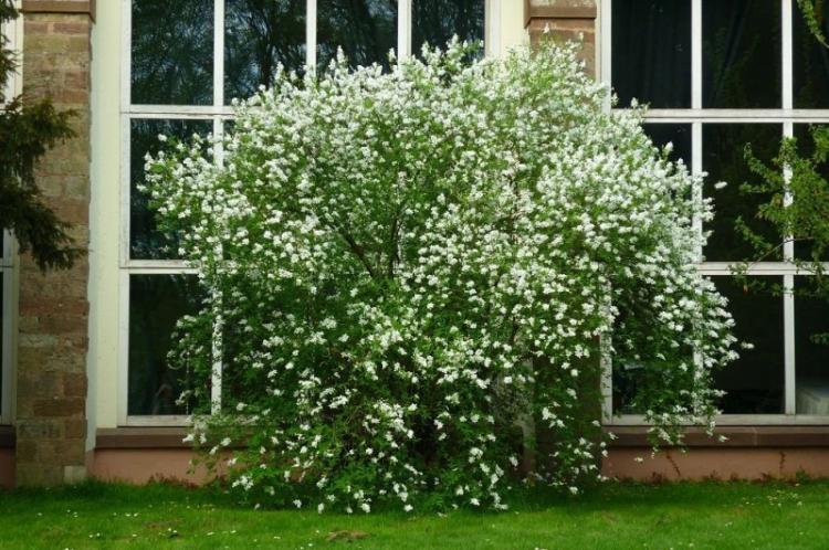 Обрезка - Уход за чубушником