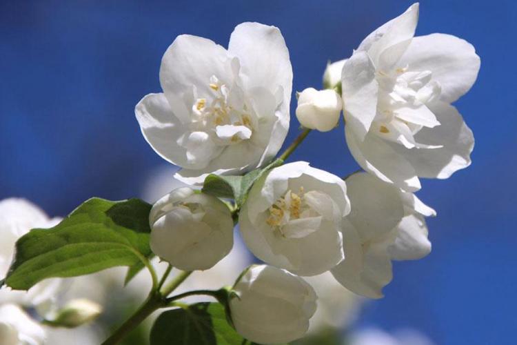 Чубушник - фото