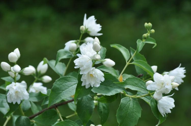 Чубушник - фото