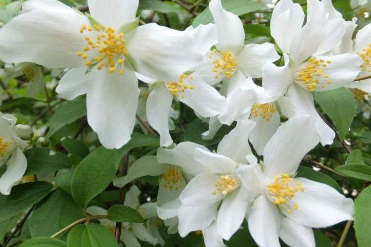 Чубушник - фото