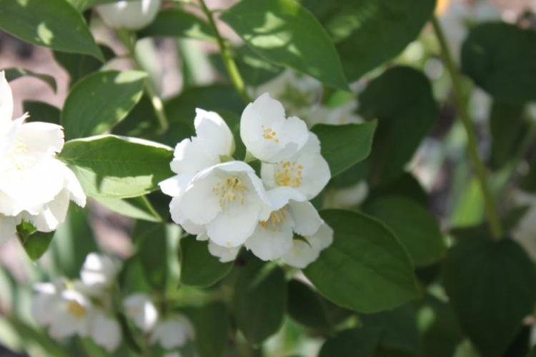 Чубушник - фото