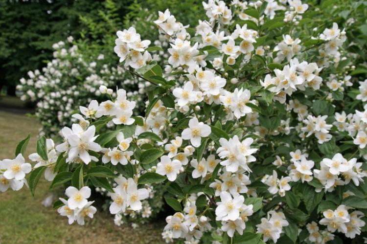 Чубушник - фото