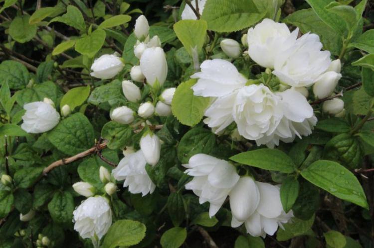 Чубушник - фото