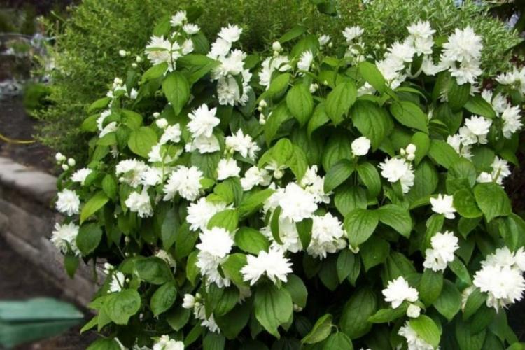 Чубушник - фото