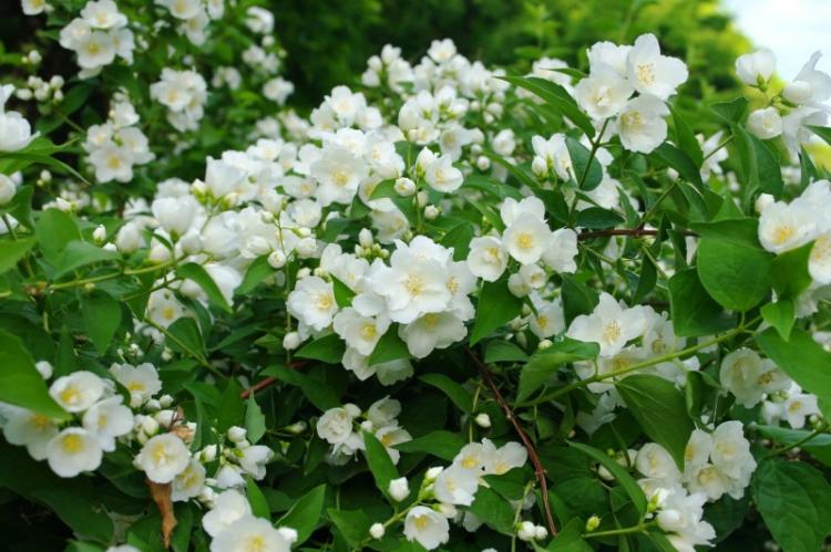 Чубушник - фото