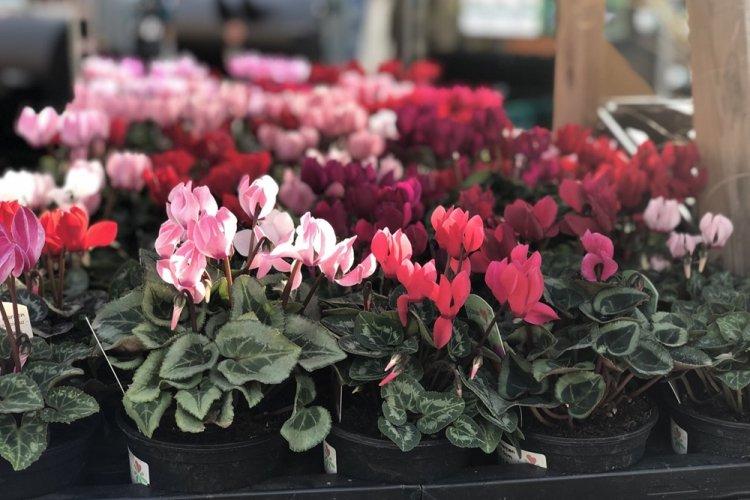 Температура - Уход за цикламеном