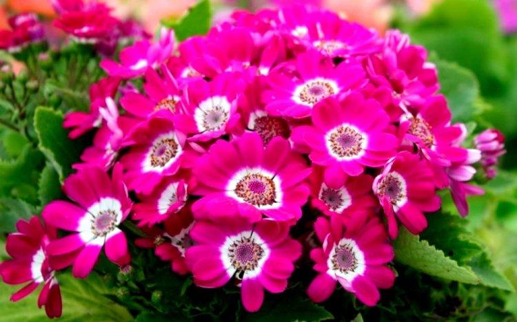 Цинерария - фото