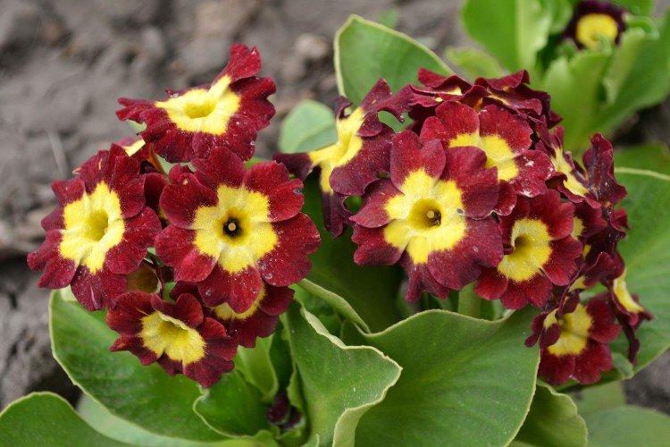 Примула - Многолетние цветы для клумбы