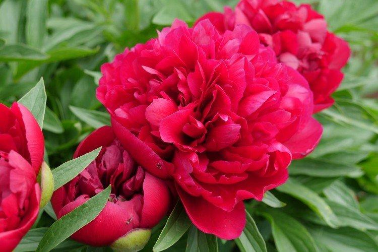 Пион - Многолетние цветы для клумбы