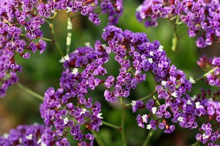 Статица - Однолетние цветы для клумбы